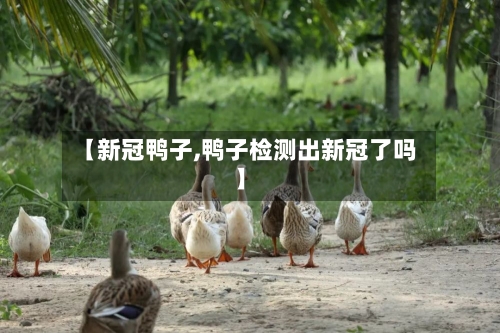 【新冠鸭子,鸭子检测出新冠了吗】-第2张图片