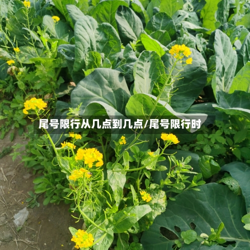 尾号限行从几点到几点/尾号限行时-第2张图片