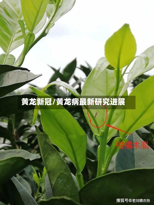 黄龙新冠/黄龙病最新研究进展