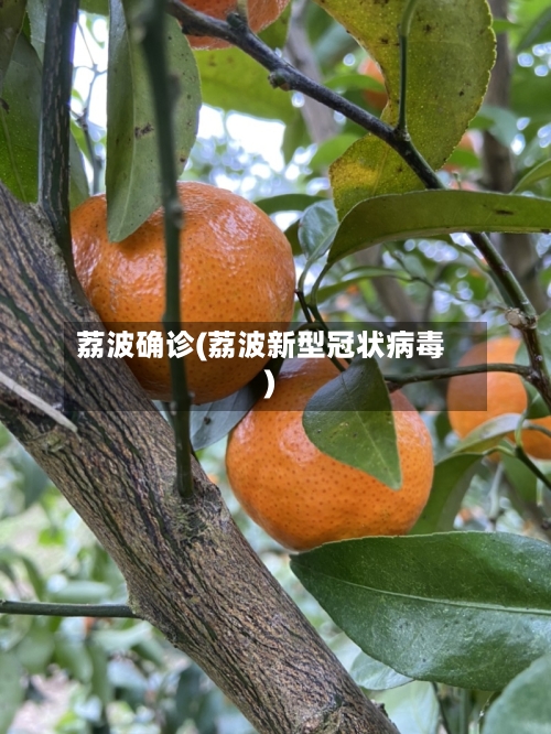 荔波确诊(荔波新型冠状病毒)